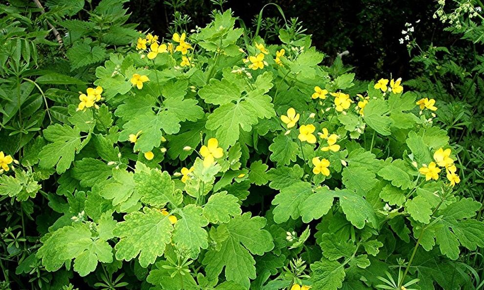 Celandine herb against nail fungus